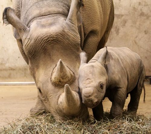 baby rhino.jpg