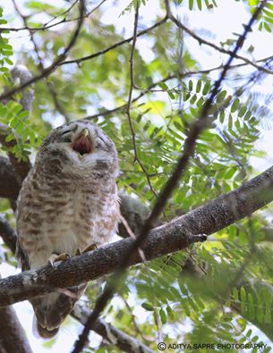 Spotted Owlet India by Aditya Sapre.jpg