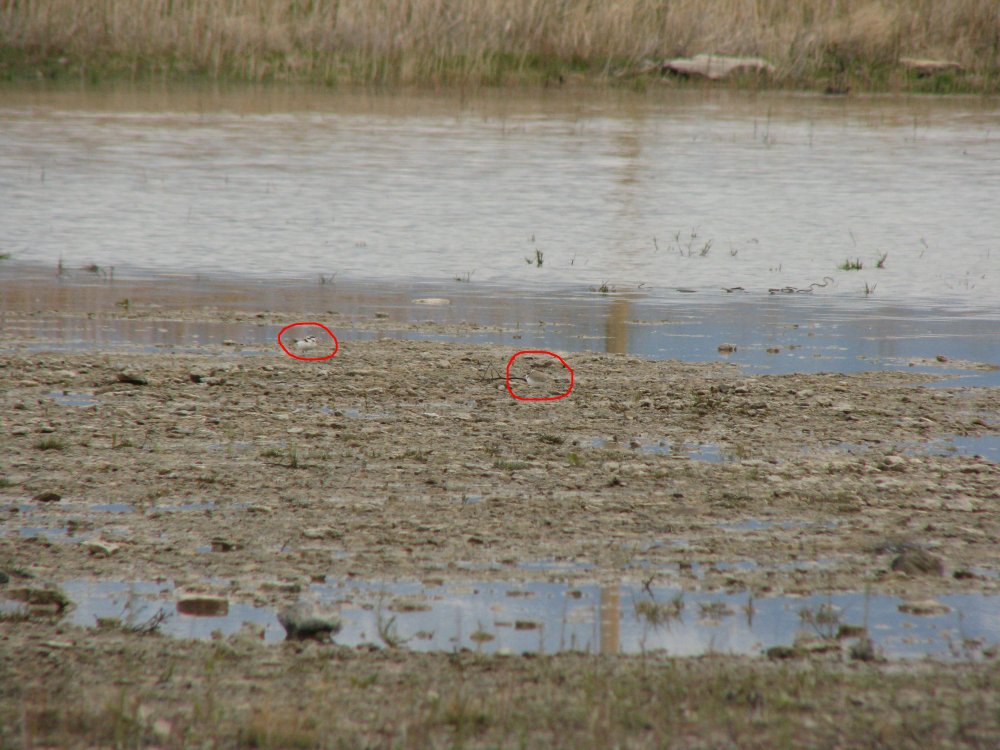 IMG_1658_Snowy_Plovers_Circled.thumb.jpg.0e8820f20d1dd4165326f7a2bd5c71f3.jpg