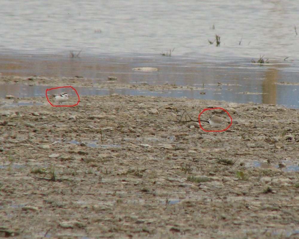 IMG_1658_Snowy_Plovers_Supercrop_Circled.thumb.jpg.514ce7209c9a330fe32636965de251f2.jpg