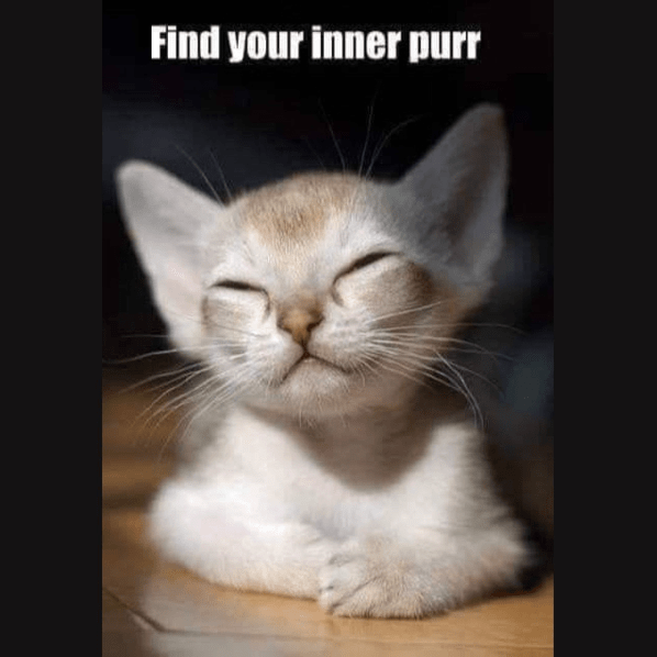 cat-find-inner-purr.png.f766cf62b25494466b2d7a8a702e880c.png