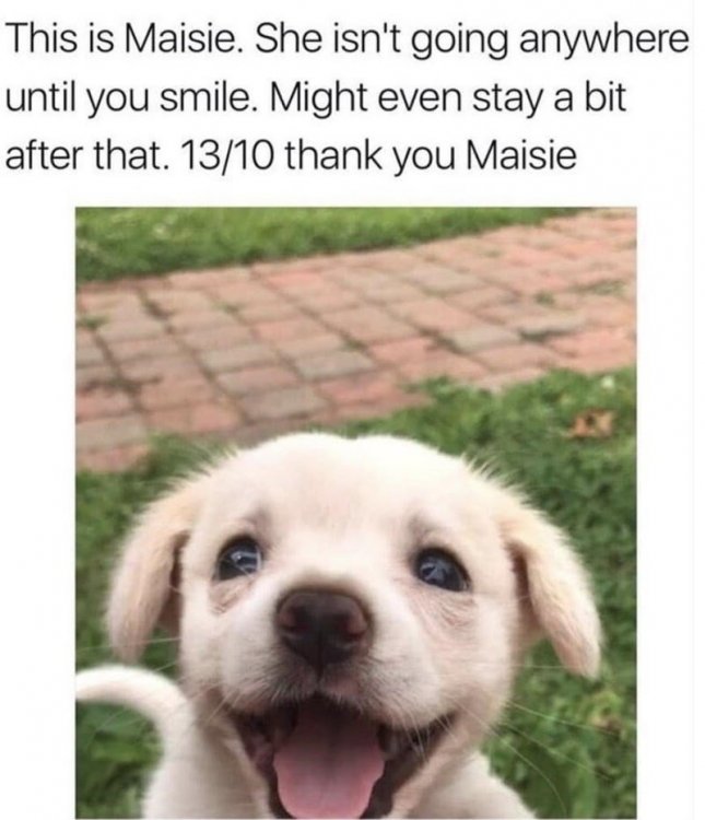 dog-this-is-maisie-she-isnt-going-anywhere-until-smile-might-even-stay-bit-after-1310-thank-maisie.thumb.jpeg.98082f8320b0ca001417704b3fc79947.jpeg