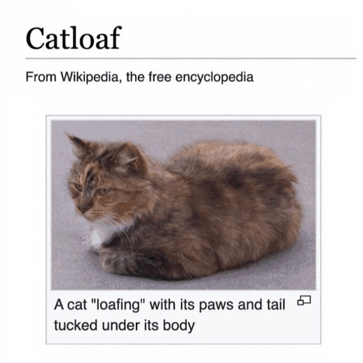 cat-catloaf-wikipedia-free-encyclopedia-cat-loafing-with-its-paws-and-tail-tucked-under-its-body.png.9223e82b20418f83b69462db833d7630.png