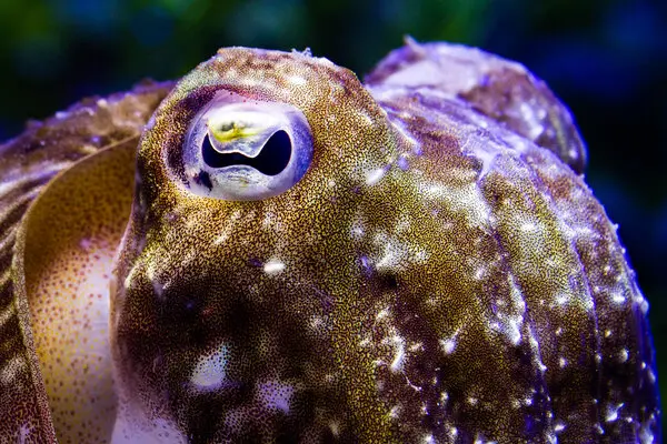 28tb-cuttlefish-01-vthc-articleLarge.webp.afbb490005efe7e8493f580453936b8c.webp